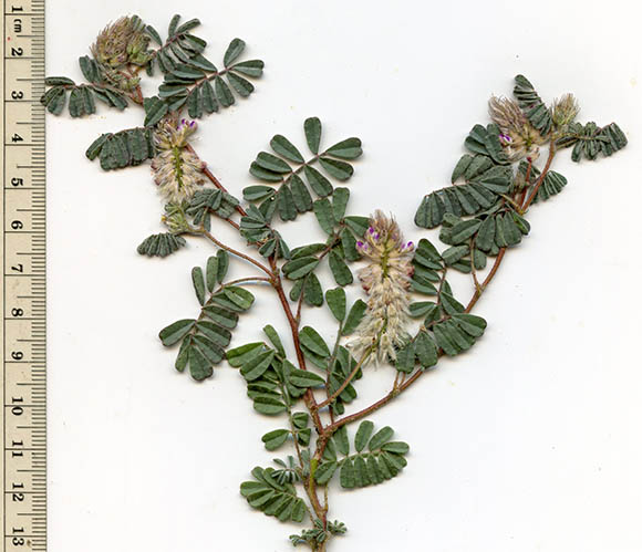  Dalea mollis
